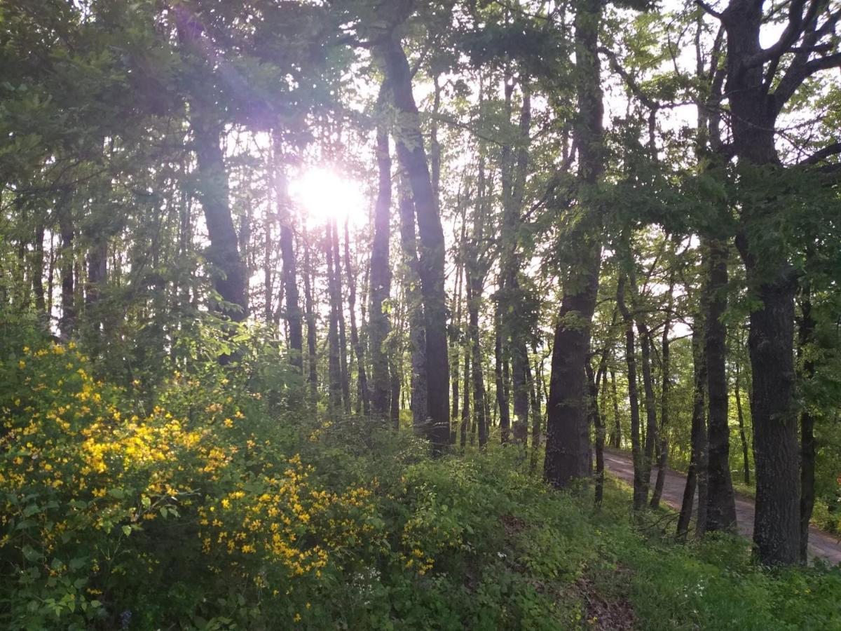 فيلا Lama Mocognoفي Uno Chalet Nel Bosco المظهر الخارجي الصورة